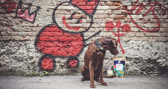 Brauner Hund sitzt vor bemalter Wand mit Graffiti und zwei Hundefutter-Packungen auf dem Boden.