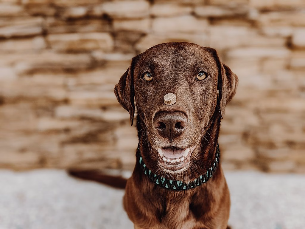Brauner Hund mit grünem Halsband balanciert ein Leckerli auf der Nase und schaut erwartungsvoll in die Kamera.