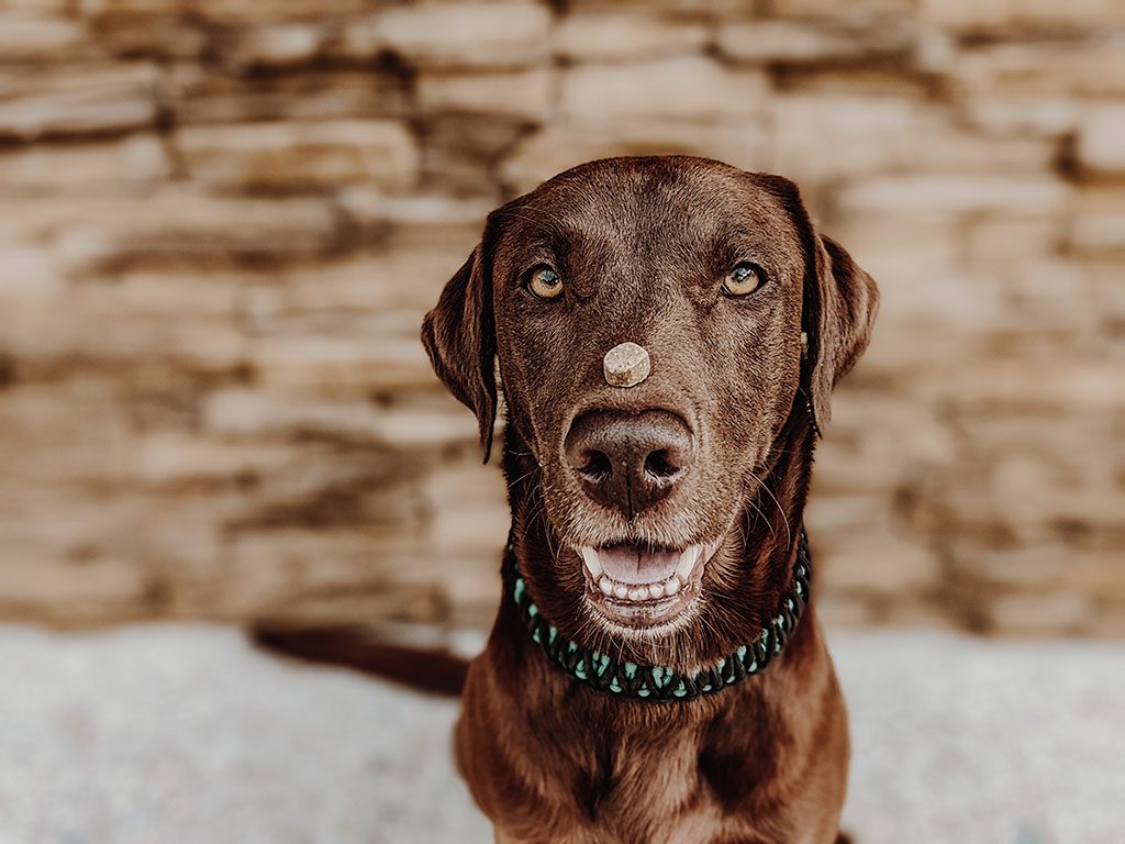 Brauner Hund mit grünem Halsband balanciert ein Leckerli auf der Nase und schaut erwartungsvoll in die Kamera.